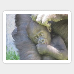 Western Lowland Gorilla Sticker